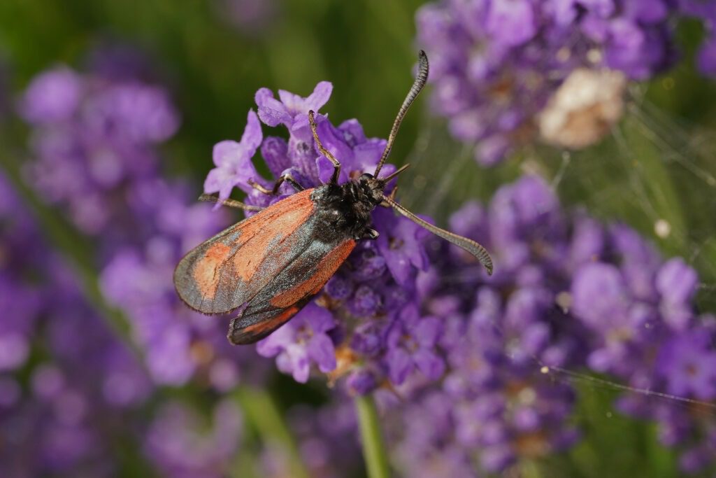 Zygène du lotier (Zygaena loti) avec les taches collées