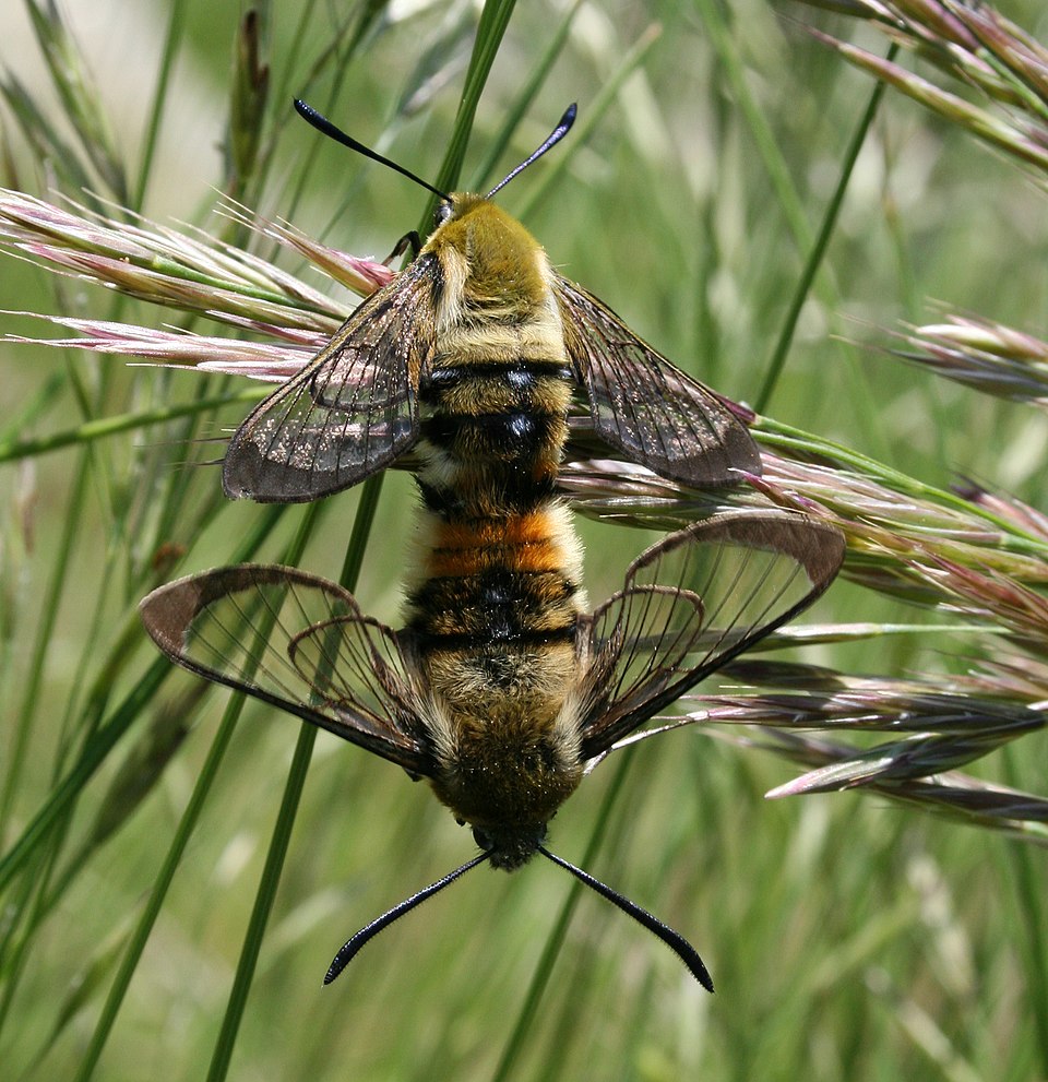 Accouplement du sphinx bourdon