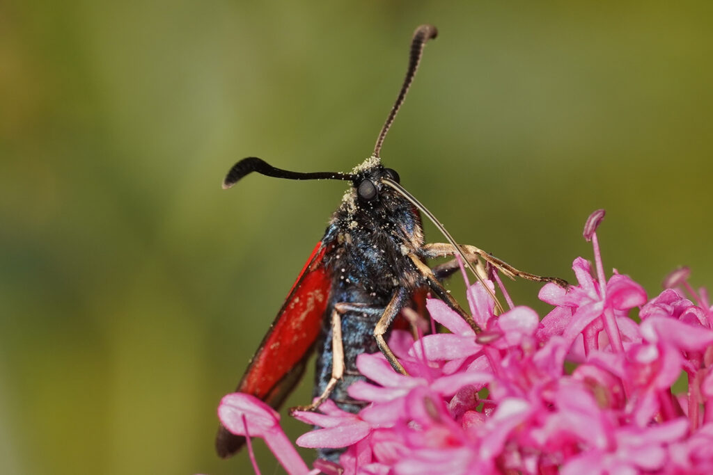 Zygène du lotier qui butine une centranthe rouge avec la tête recouverte de pollen