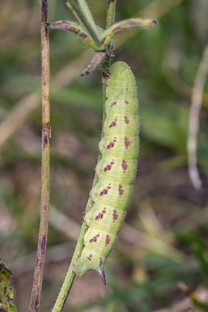 Chenille du sphinx bourdon