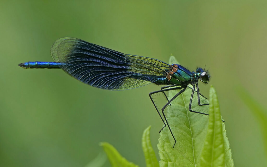Calopteryx splendens mâle