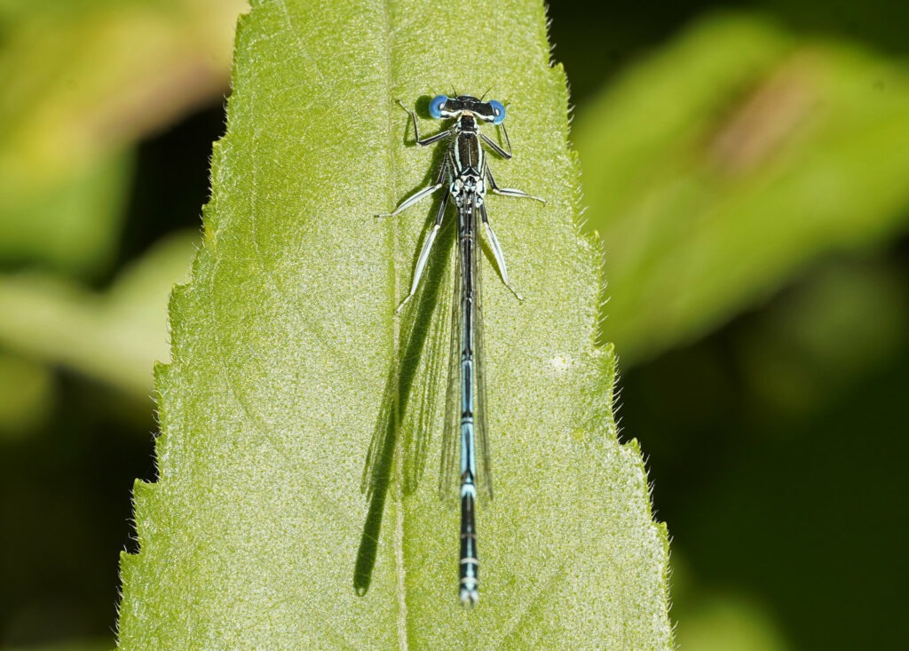 Pennipatte bleuâtre mâle