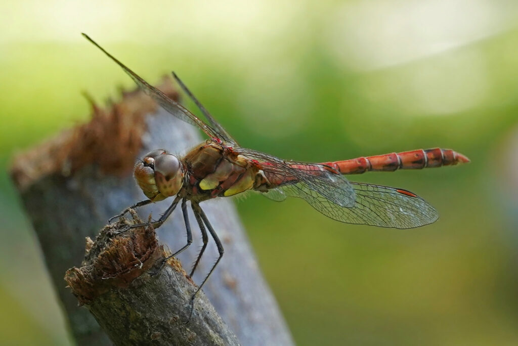 Sympetrum strié mâle