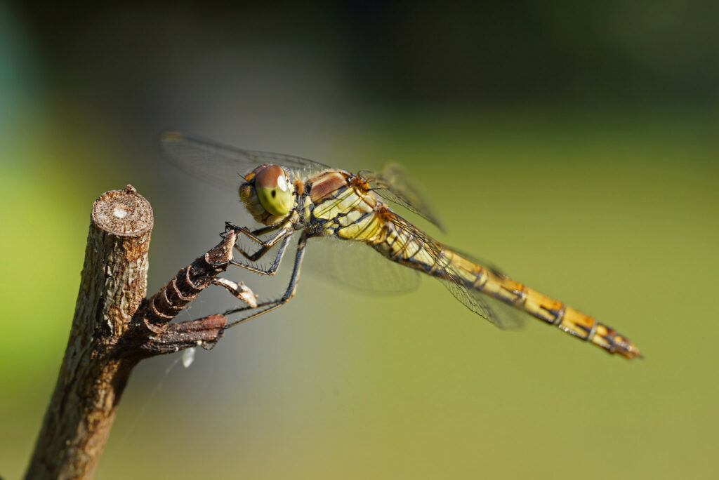 Sympetrum strié femelle