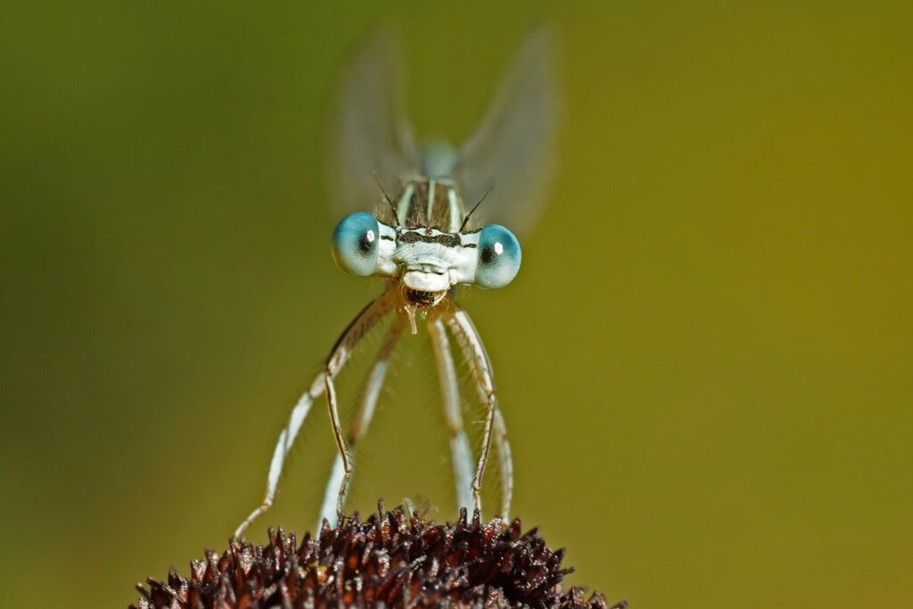 Pennipatte bleuâtre mâle qui termine son repas.