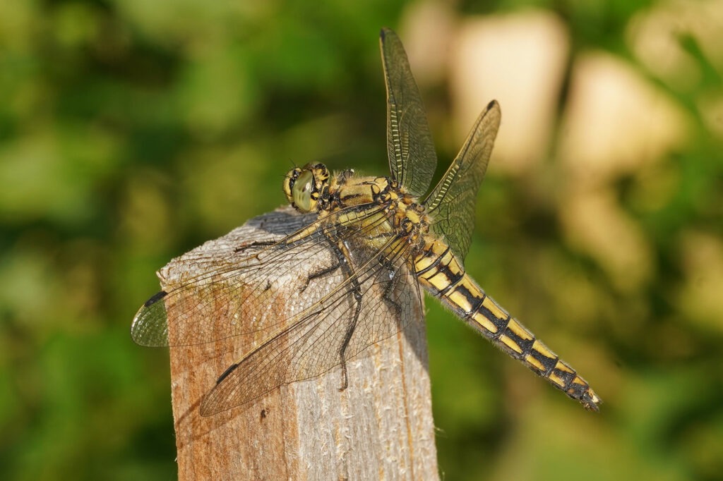 Orthetrum cancellatum (Orthétrum réticulé femelle)
