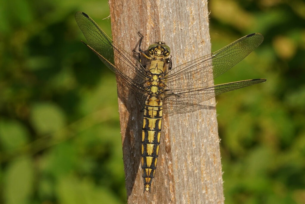 Orthetrum cancellatum (Orthétrum réticulé femelle)