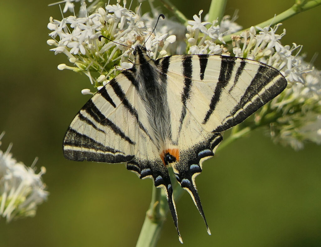 Flambé (Iphiclides podalirius)
