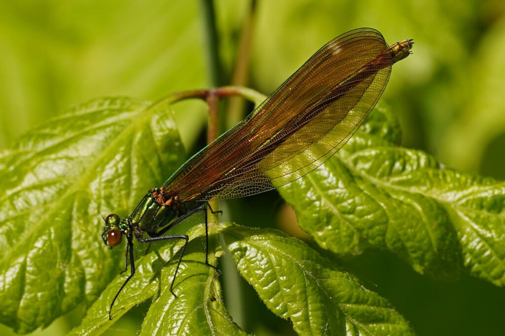 Caloptéryx virgo femelle