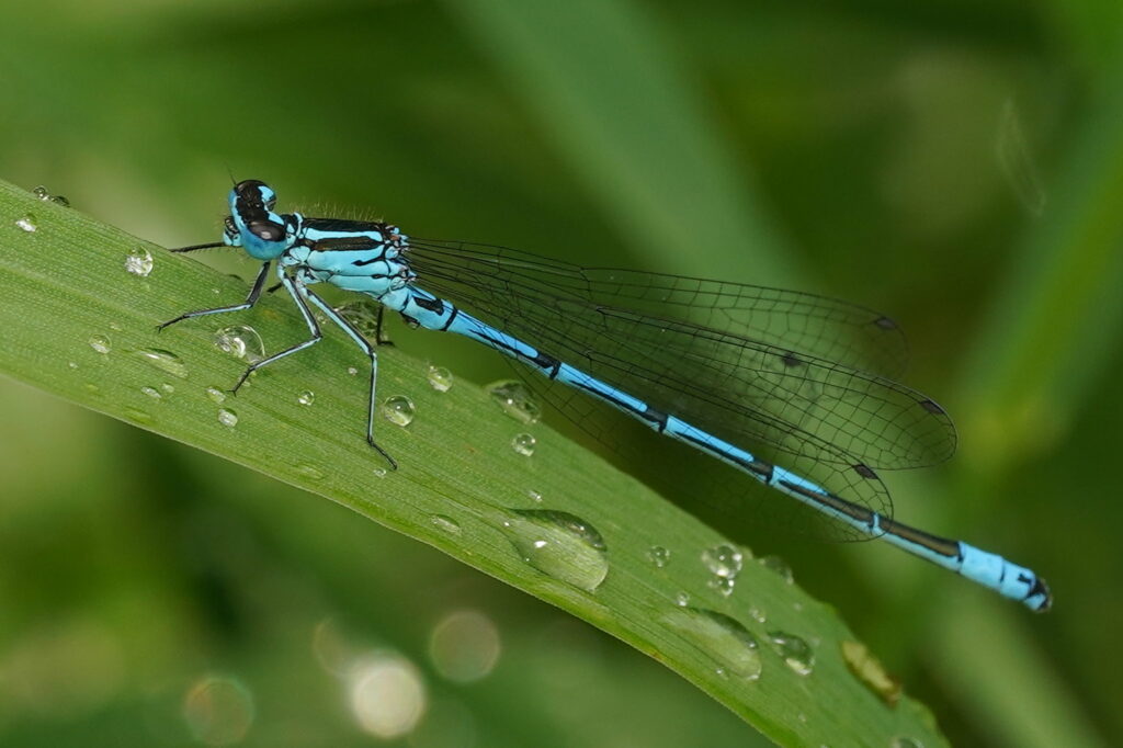 Coenagrion puella (Agrion jouvencelle)