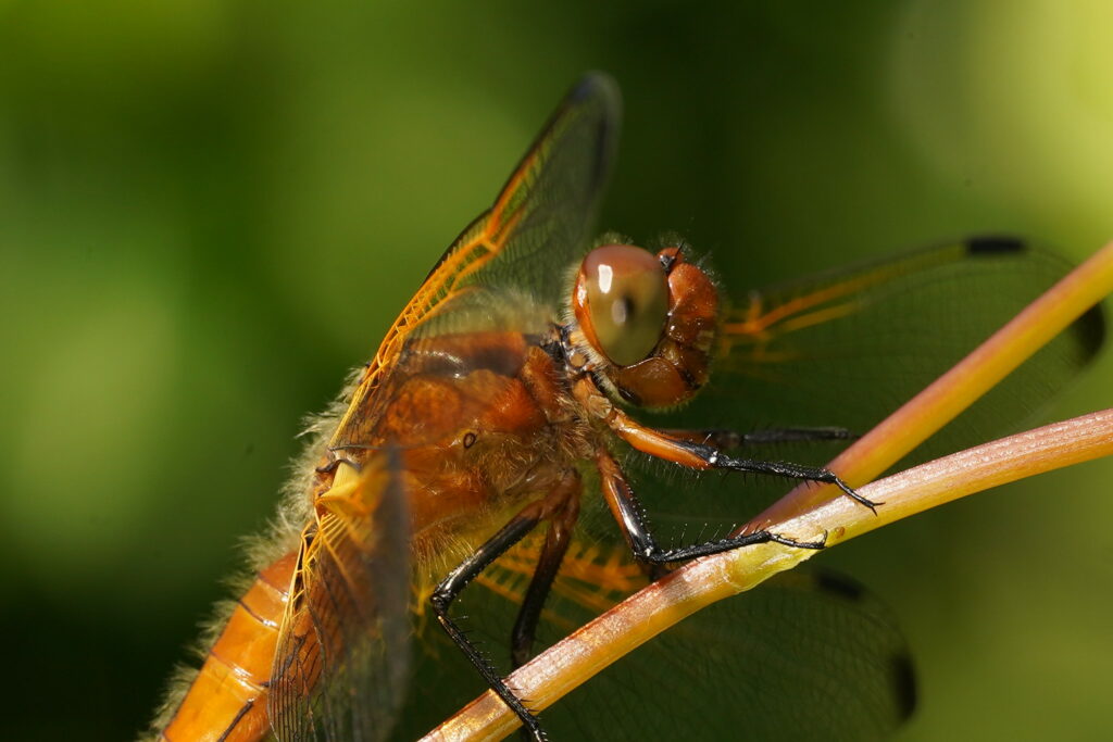 Libellula fulva femelle (libellule fauve)