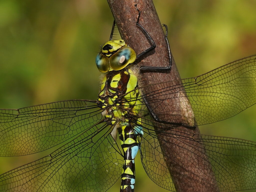 Aeschne bleue (Aeshna cyanea) 6 septembre 2025