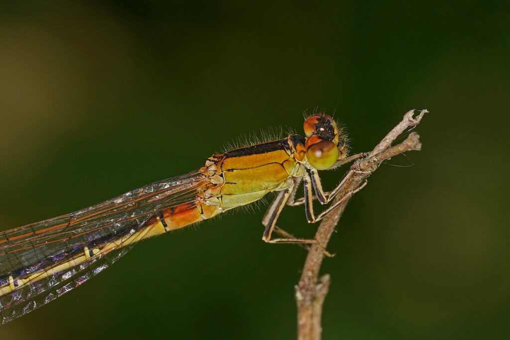Ischnura pumilio femelle ou Ischnure naine (Agrion nain)