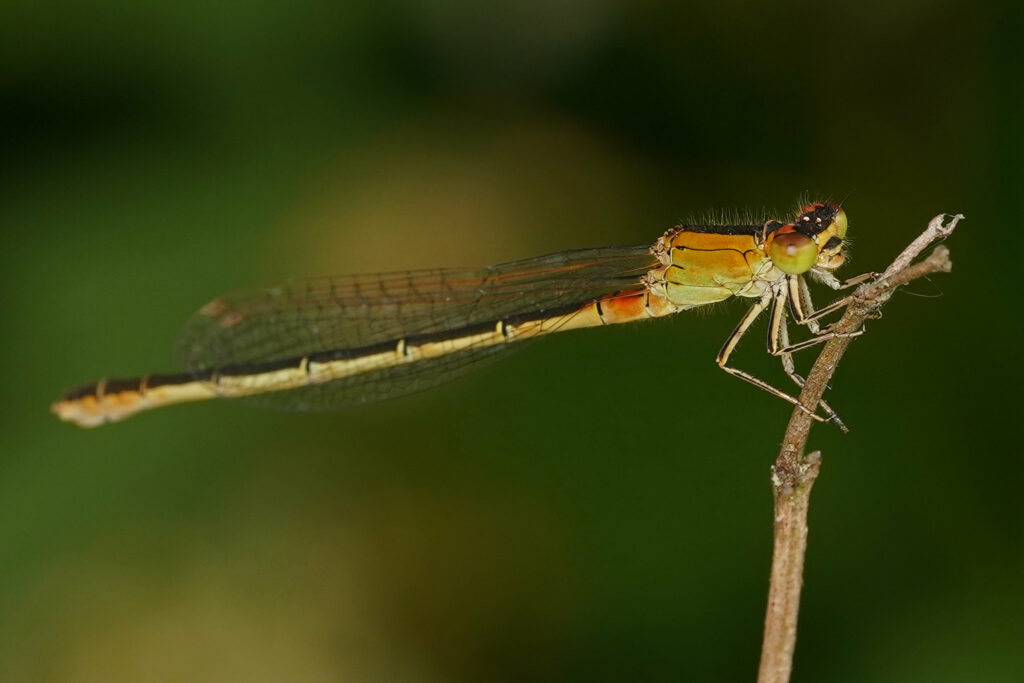 Ischnura pumilio femelle ou Ischnure naine (Agrion nain)