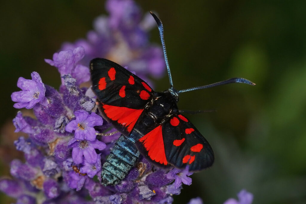 Zygene transalpine (Zygaena transalpina)
