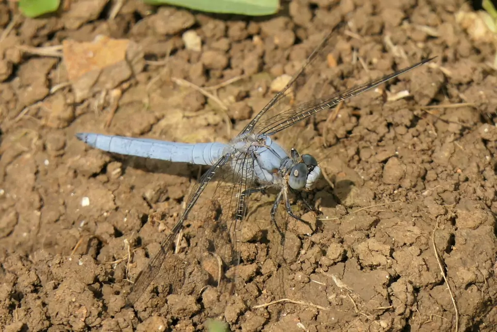 Orthetrum brun mâle