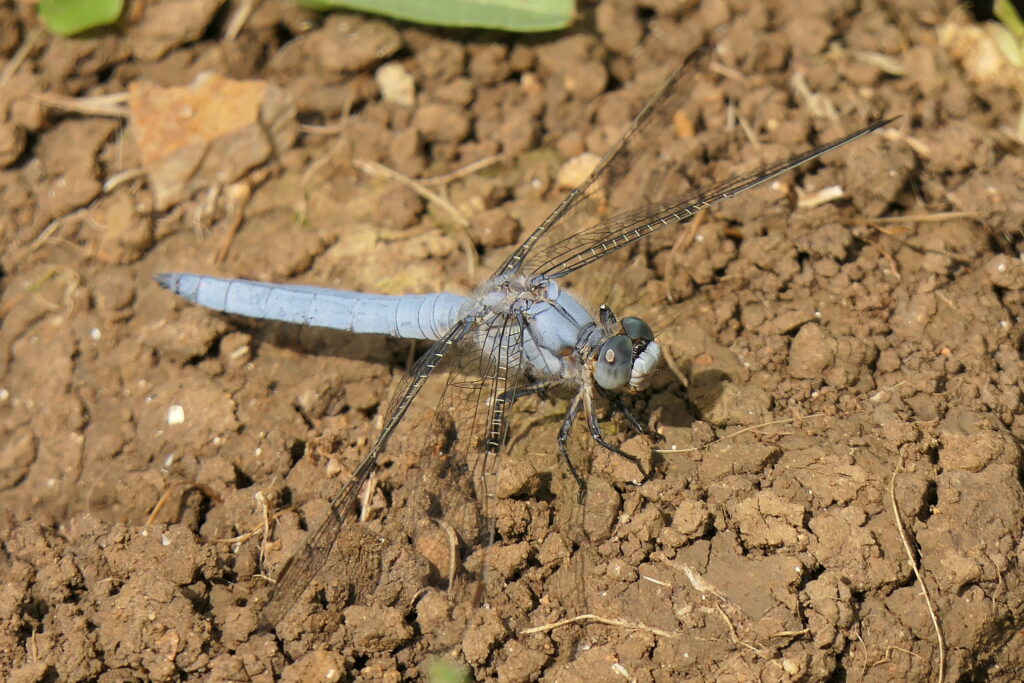 Orthetrum brun (Orthetrum brunneum)