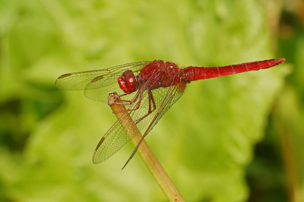 Crocothemis écarlate (Crocothemis erythraea)