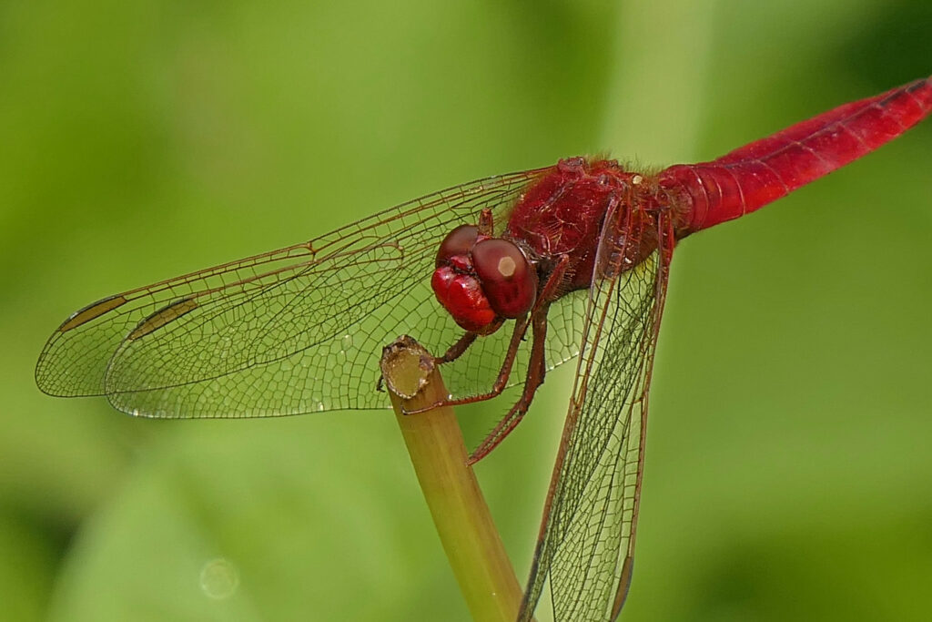 Crocothemis écarlate (Crocothemis erythraea)