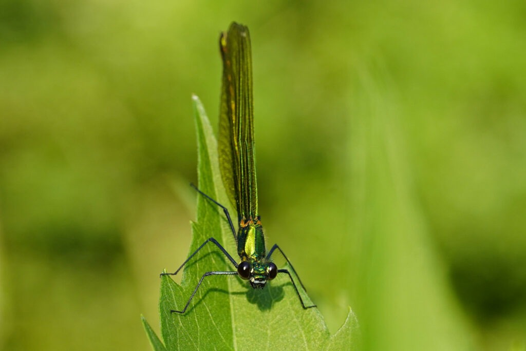 Calopteryx splendens femelle