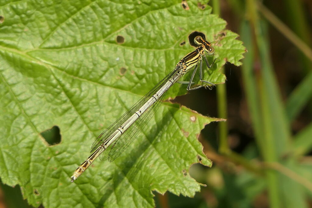Pennipatte bleuâtre femelle