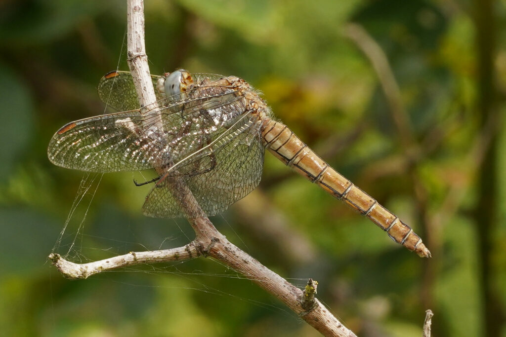 Orthetrum brun femelle