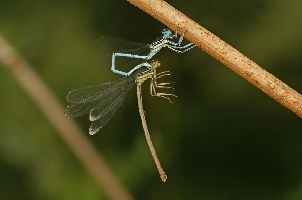 Pennipâtres bleuâtres (Platycnemis pennipes)