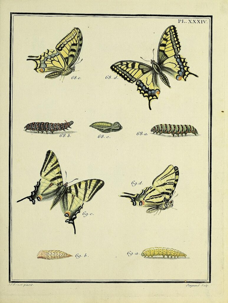 Flambé et Machaon peints d'après nature. 