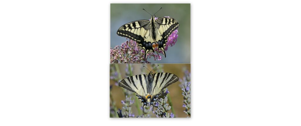 Confusion entre le Flambé et le Machaon