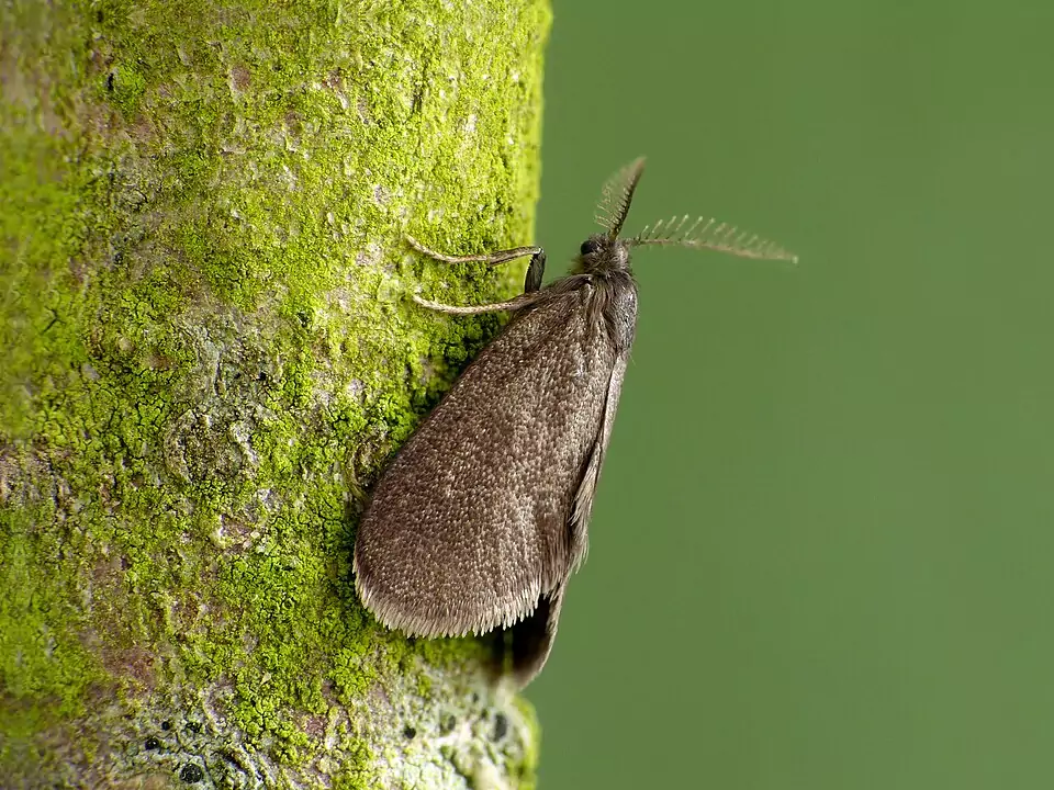 Psyché lustrée (Psyche casta) 