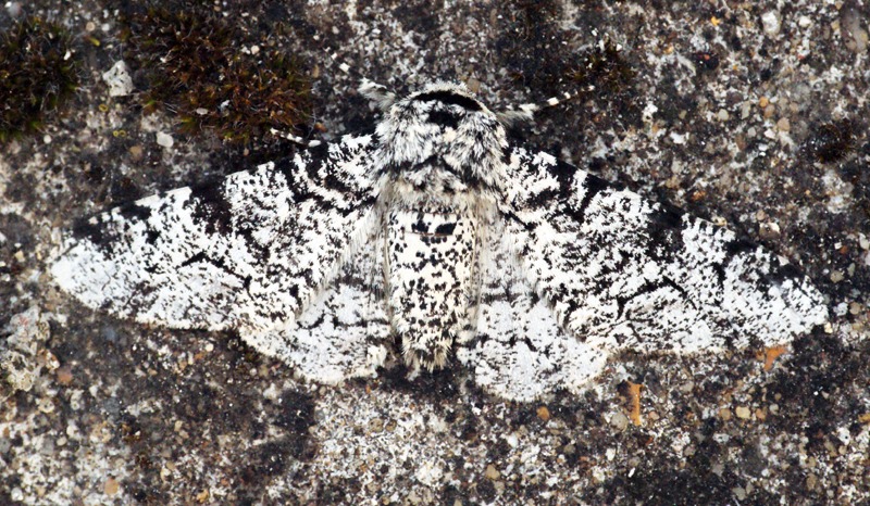 Phalène du bouleau (Biston betularia)