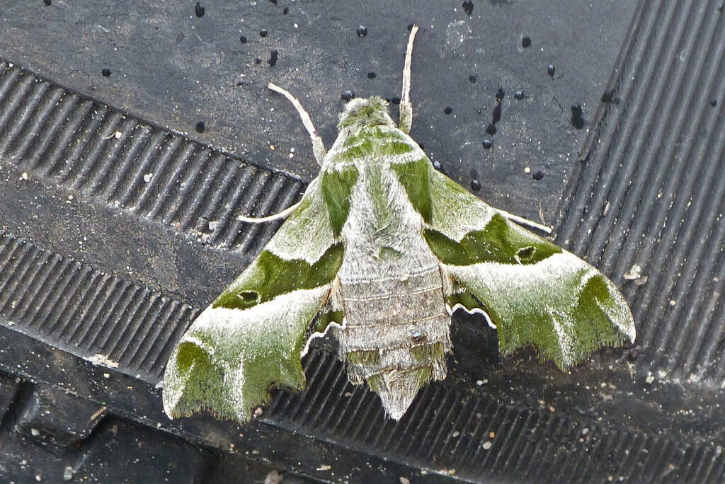 Sphinx de l'Épilobe (Proserpinus proserpina)