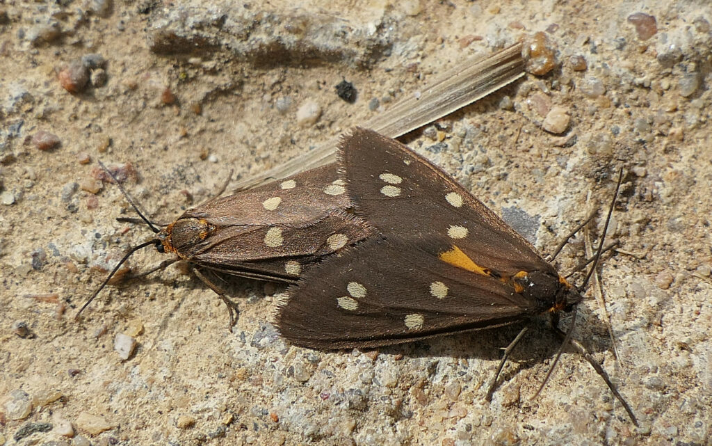 la menagere (Dysauxes punctata)
