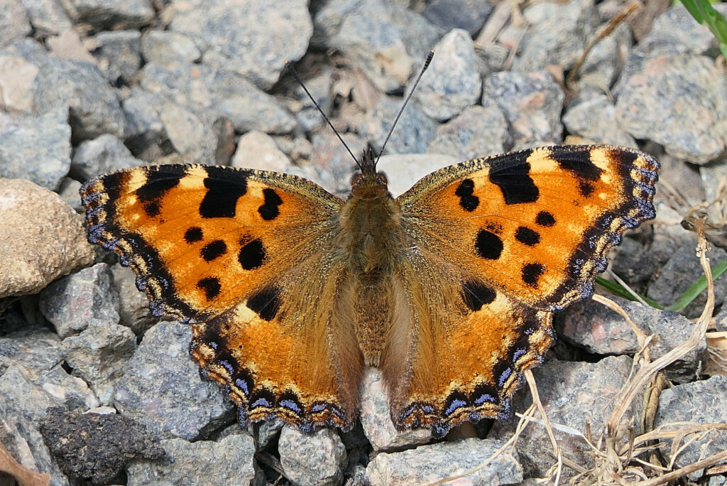 Grande tortue (Nymphalis polychloros)