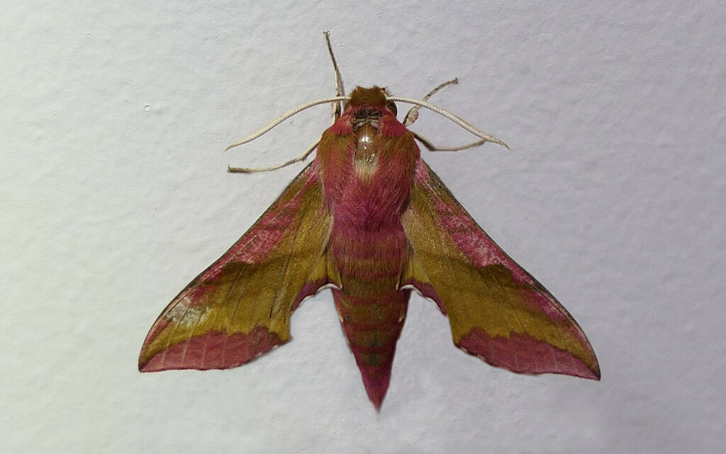 Petit Sphinx de la vigne (Deilephila porcellus)