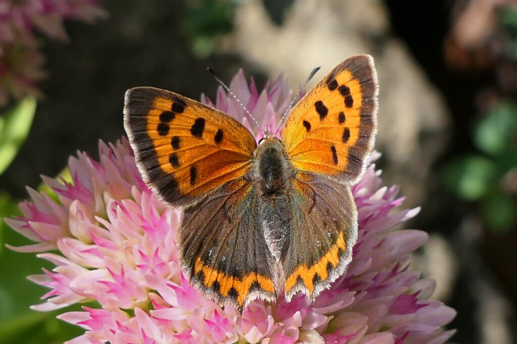 Cuivré commun ou Bronzé (Lycaena phlaeas)