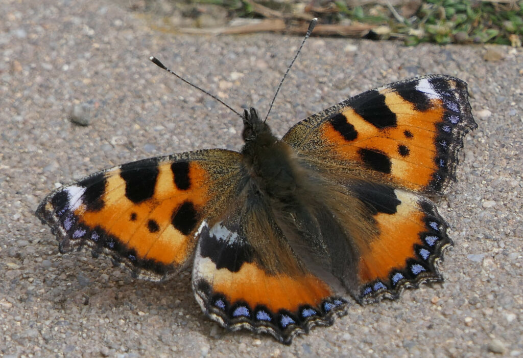 Petite Tortue (Aglais urticae)