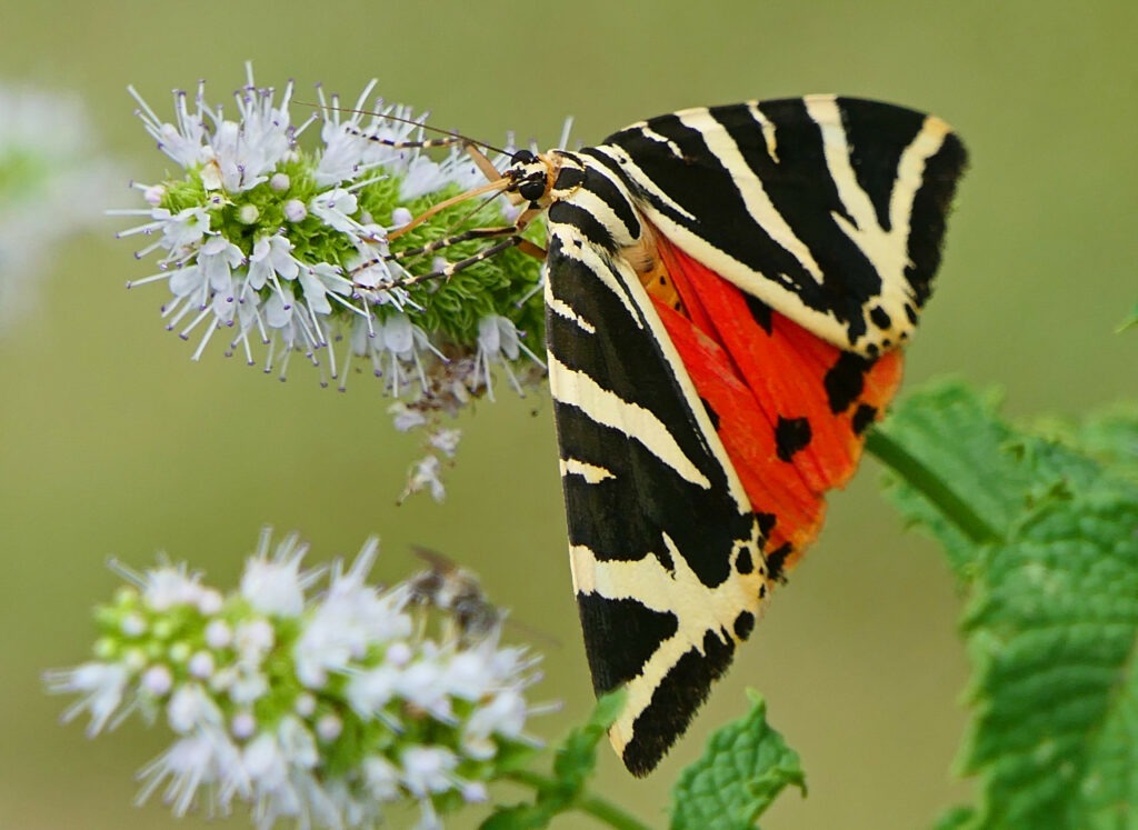 Écaille chinée (Euplagia quadripunctaria)
