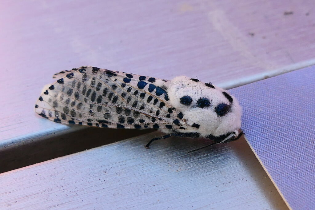 Zeuzère du poirier (Zeuzera pyrina)