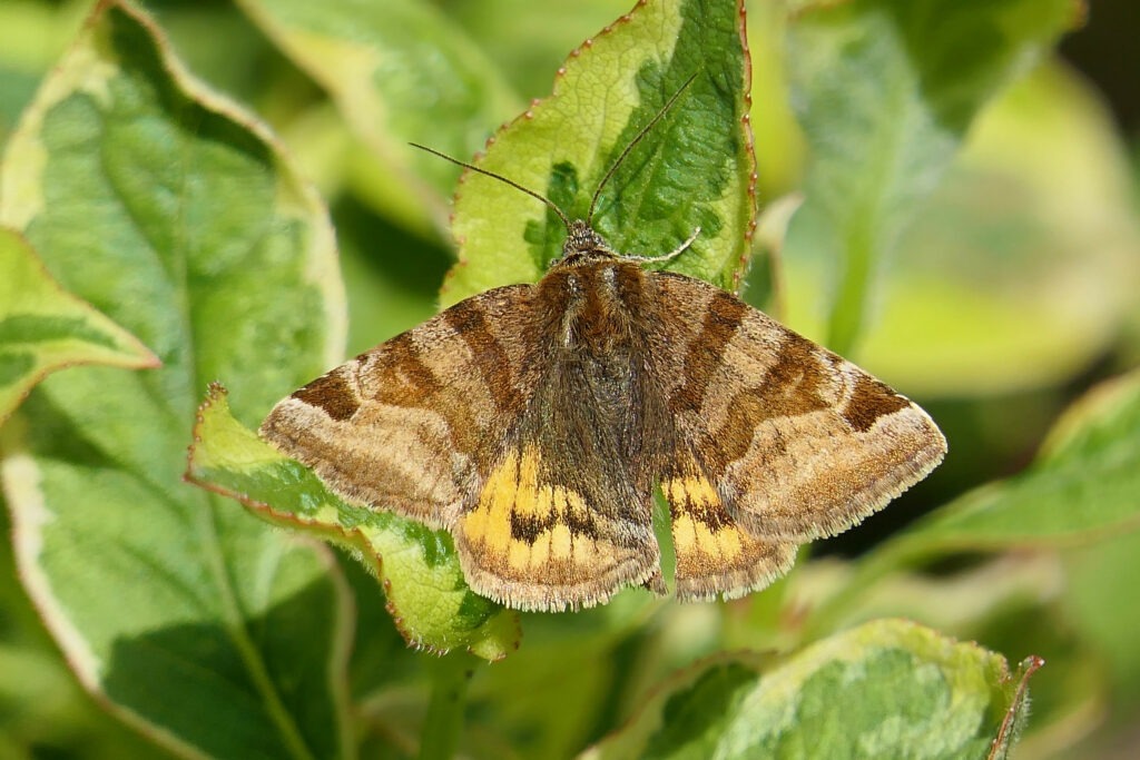  la Doublure jaune (Euclidia glyphica)