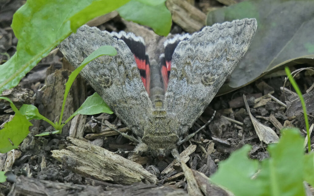 La Mariée (Catocala nupta)