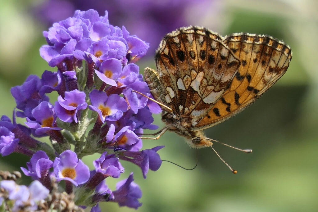 Petite violette (Boloria dia)