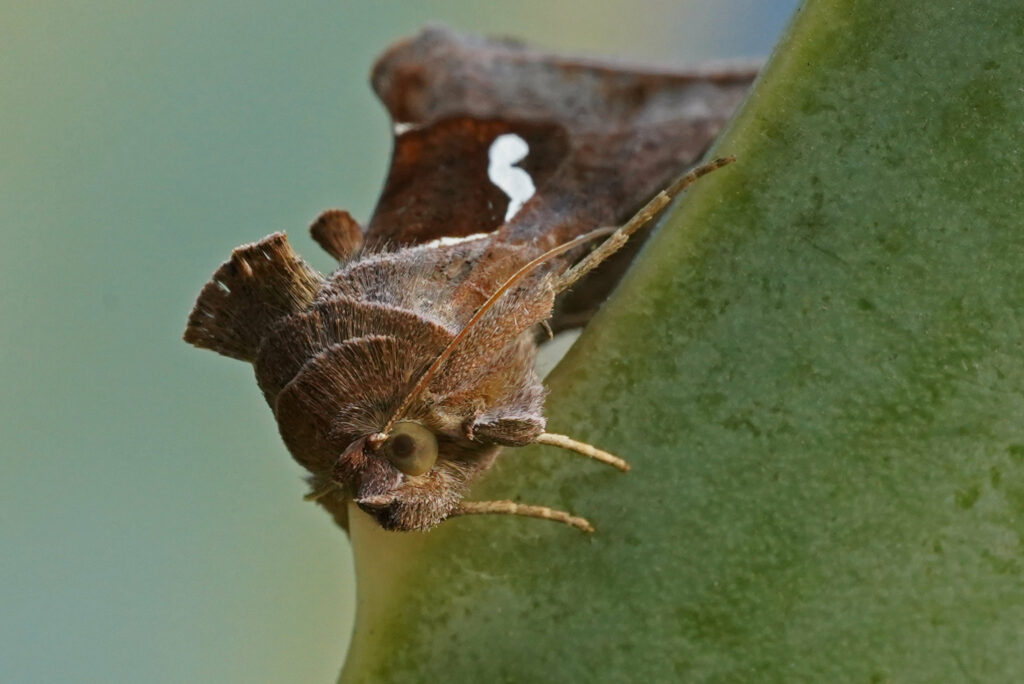la goutte d’argent (Macdunnoughia confusa)