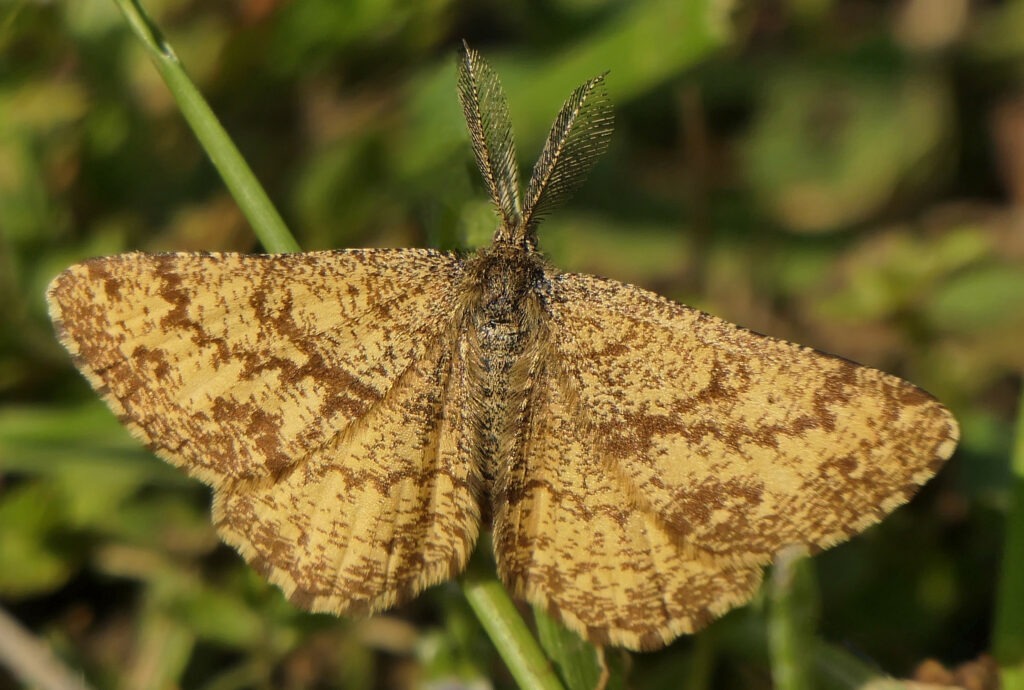 Phalène picotée (Ematurga atomaria)