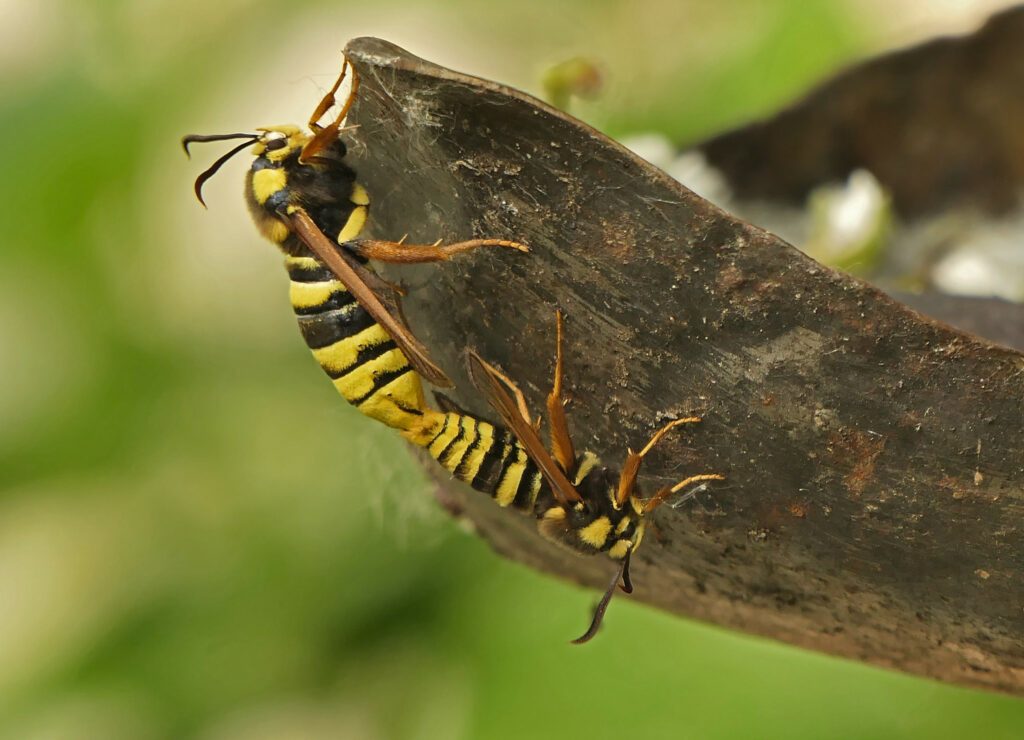 Sésie du peuplier (Sesia apiformis)