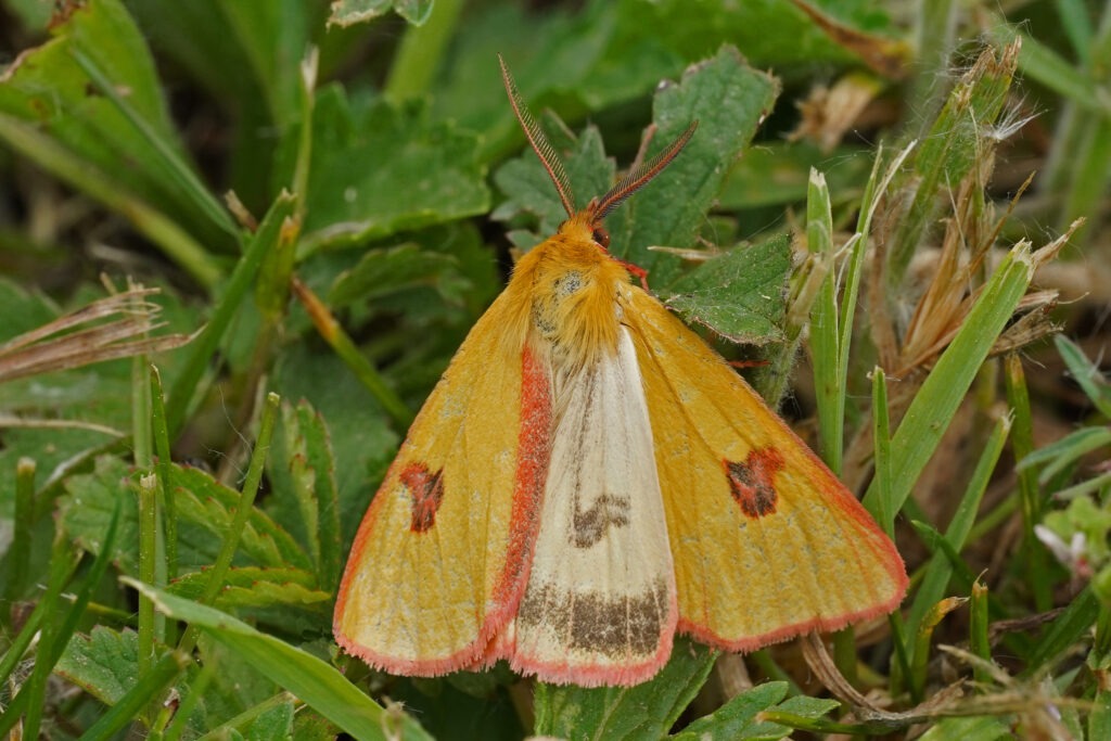 Écaille roussette mâle  (Diacrisia sannio)