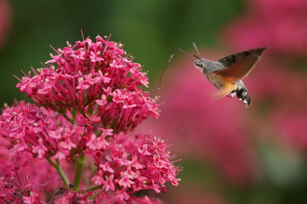 Moro sphinx (Macroglossum stellatarum)