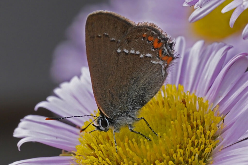 Thècle de l'yeuse (Satyrium ilicis)