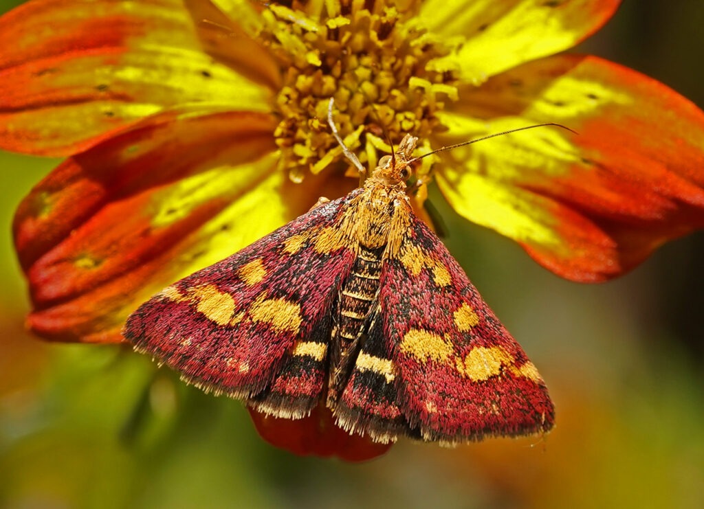 Pyrale pourpre (Pyrausta purpuralis)