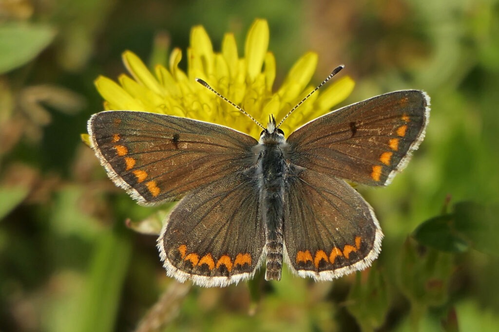Collier de corail ou argus brun (Aricia agestis)